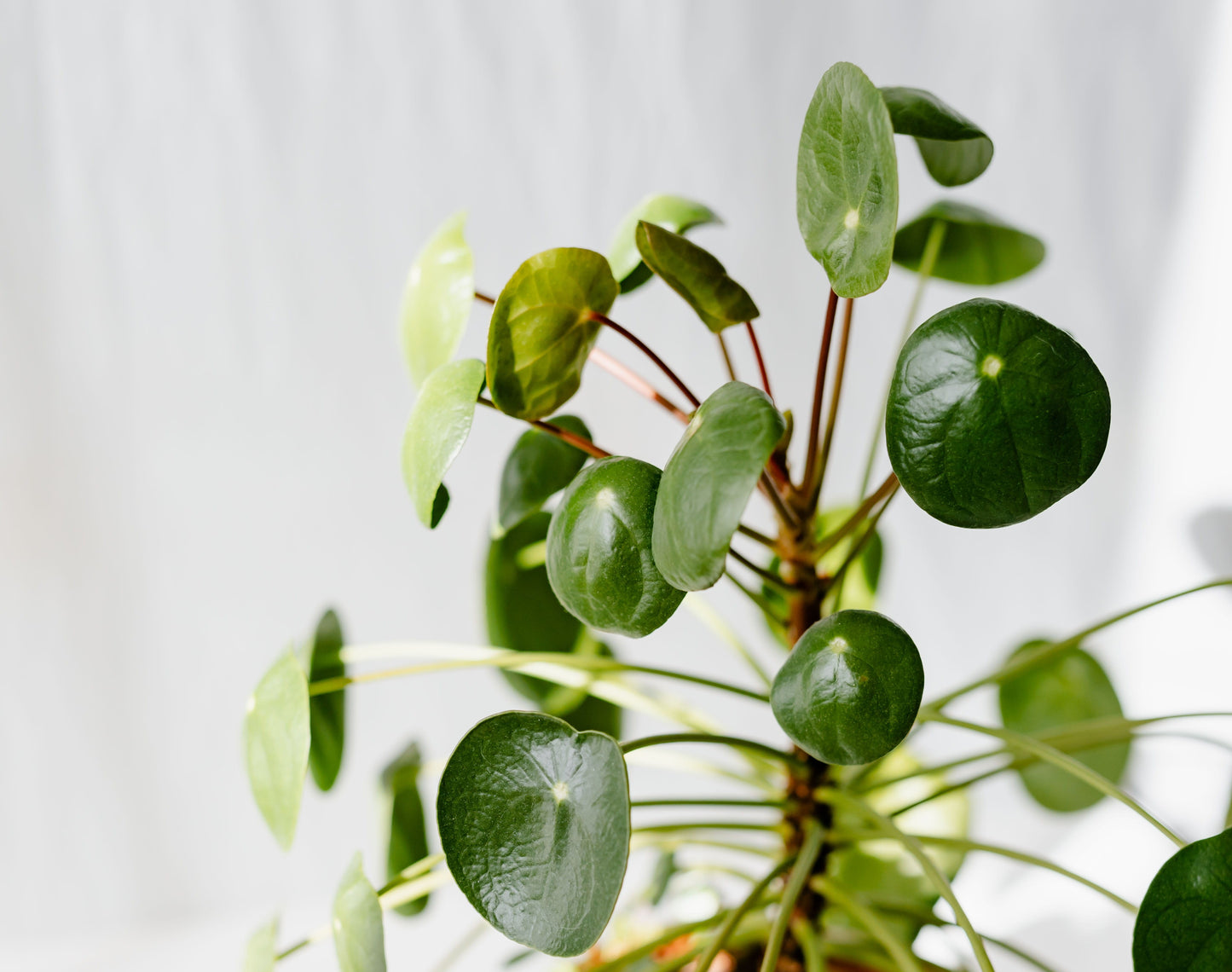 Pliea Peperomioides